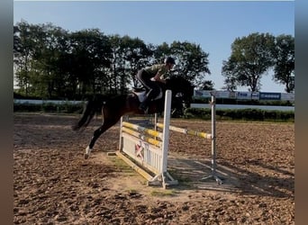 Mare 5 years