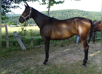 Mare 3 years