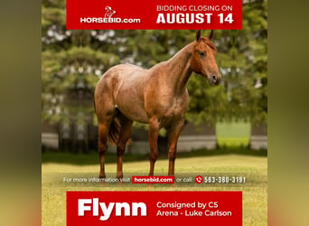 American Quarter Horse, Gelding, 5 years, 14.3 hh, Roan-Red, in Decorah, IA,