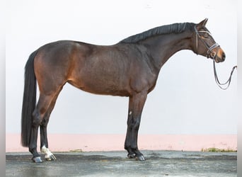 Cheval de sport allemand, Jument, 4 Ans, 170 cm, Bai, in Priestewitz,