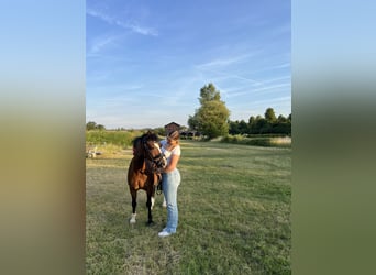 Reitbeteiligung gesucht (RsP)