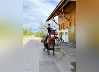 Sueche en langfrischtigi Rittbeteiligung