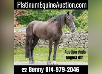 Friesian horses, Gelding, 5 years, 14.2 hh, Black, in Everett PA,
