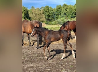 Zangersheide, Hengst, 1 Jaar, Donkerbruin, in Przasnysz