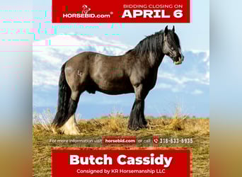 Cob Irlandese / Tinker / Gypsy Vanner, Castrone, 11 Anni, 150 cm, Morello, in Clearmont