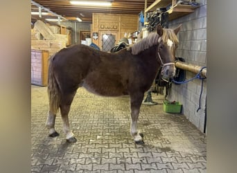 Warmblood pesado, Caballo castrado, 2 años, 155 cm, , in Daleiden
