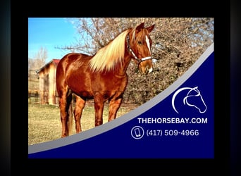 American Quarter Horse, Wallach, 7 Jahre, 147 cm, Rotfuchs, in Fort Collins, CO,