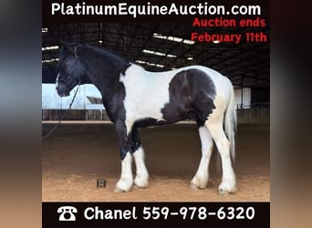 Paint Horse, Gelding, 4 years, 14.1 hh, Tobiano-all-colors, in Jacksboro TX,