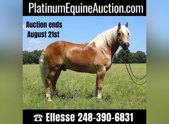 American Quarter Horse, Gelding, 11 years, 15 hh, Sorrel, in Highland MI,