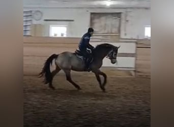 Deutsches Reitpferd, Hengst, 3 Jahre, 166 cm, Buckskin, in Hettstedt