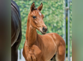 Westphalian, Stallion, Foal (05/2026), Brown, in Mnster-Handorf