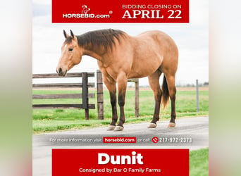 Quarter horse américain, Hongre, 4 Ans, 155 cm, Buckskin, in Sullivan, IL,
