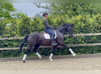 Oldenburgo, Caballo castrado, 6 años, 170 cm, Negro, in Lohne (Oldenburg),