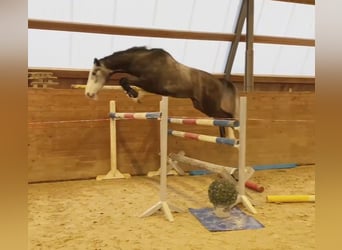 Holstein, Gelding, 4 years, 16.2 hh, Gray, in Chemnitz,