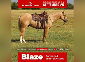American Quarter Horse, Castrone, 6 Anni, 152 cm, Palomino, in Buffalo, MO,