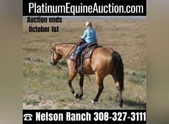 Quarter horse américain, Hongre, 7 Ans, 152 cm, Buckskin, in Rushville NE,