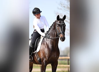 KWPN, Ruin, 5 Jaar, 168 cm, Donkerbruin, in Peer