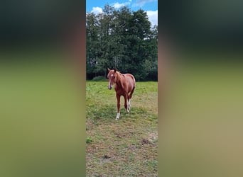 Hengst 1 Jahr