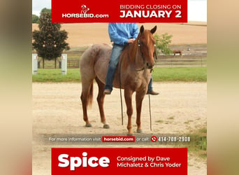 American Quarter Horse, Merrie, 6 Jaar, 150 cm, Roan-Red, in Summit, WI,