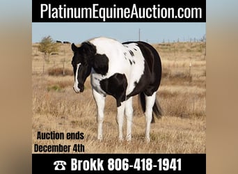 American Quarter Horse, Wallach, 7 Jahre, 152 cm, Tobiano-alle-Farben, in Amarillo TX,