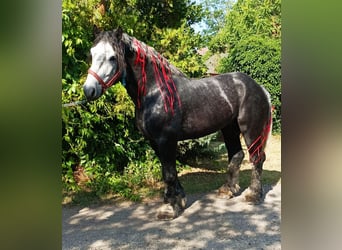 Percheron, Stallion, 7 years, 17.3 hh, Gray-Dapple, in Budapest,