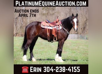 American Quarter Horse, Stute, 8 Jahre, 157 cm, Rotbrauner, in Flemingsburg KY,