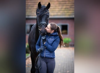 Hanoverian, Stallion, 7 years, 16.3 hh, Black, in Bad Zwischenahn,