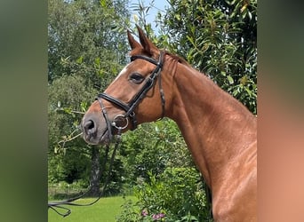 Oldenburger, Stute, 15 Jahre, 167 cm, Dunkelfuchs, in Roetgen