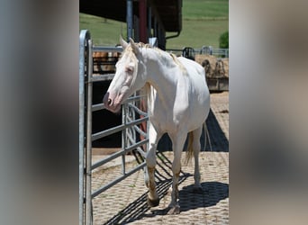 PRE, Mare, 13 years, Perlino, in Klettgau