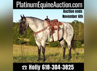 Quarter horse américain, Hongre, 16 Ans, 165 cm, Rouan Bleu, in Greenville Ky,