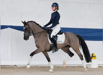 Deutsches Reitpony, Stute, 4 Jahre, 150 cm, Rappe, in Marsberg