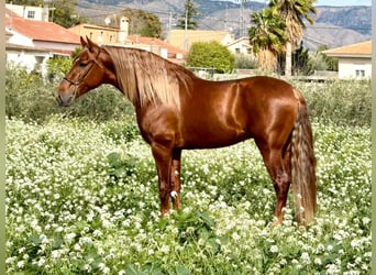 PRE Mix, Hengst, 4 Jaar, 166 cm, Donkere-vos, in Schwarme