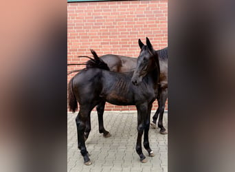 Hengst 