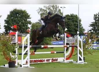 Sportivo Tedesco / Sportivo della Germania, Giumenta, 8 Anni, 174 cm, Baio scuro, in Biel-Benken BL