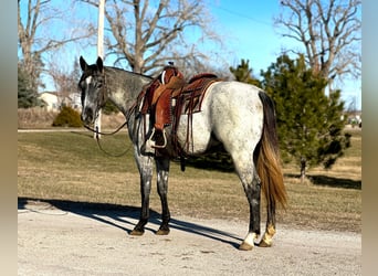 American Quarter Horse, Wallach, 3 Jahre, 152 cm, Schimmel, in Zearing IA,