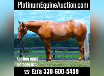 American Quarter Horse, Wallach, 7 Jahre, 147 cm, Palomino, in Wooster, OH,
