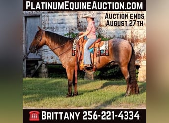 Quarter horse américain, Hongre, 14 Ans, 147 cm, Roan-Bay, in Mt Hope Al,