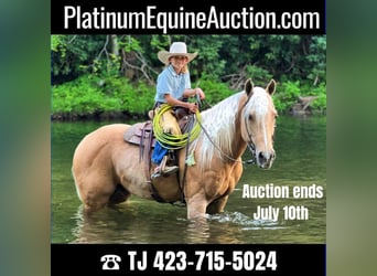 Quarter horse américain, Hongre, 15 Ans, 152 cm, Palomino, in Cleveland TN,