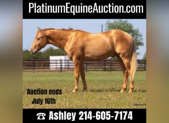 American Quarter Horse, Wallach, 3 Jahre, 152 cm, Palomino, in Weatherford TX,