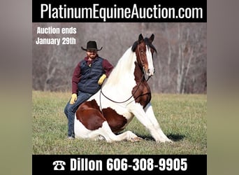 Quarter horse américain, Hongre, 5 Ans, 157 cm, Tobiano-toutes couleurs, in Brodhead KY,