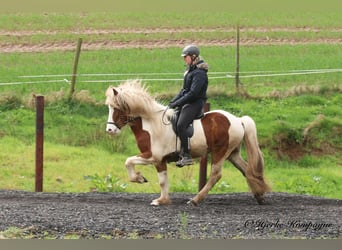 IJslander, Ruin, 5 Jaar, 148 cm, Gevlekt-paard, in Dohm-Lammersdorf,