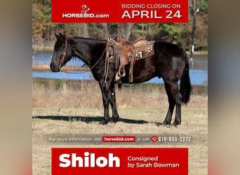 Paint Horse, Hongre, 9 Ans, 152 cm, Noir, in Carthage, TX,