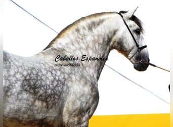 PRE, Stallion, 5 years, 16.1 hh, Gray-Dapple, in Vejer de la Frontera,