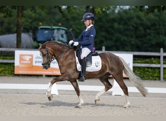 Kuc walijski sekcji C, Klacz, 9 lat, 134 cm, Kasztanowata, in Gemonde