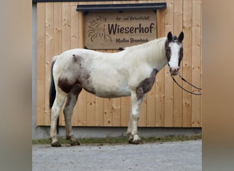 Appaloosa, Stute, 10 Jahre, 150 cm, Tigerschecke, in Kirchbichl,
