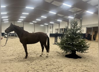 Duits sportpaard, Merrie, 5 Jaar, 164 cm, Vos, in Mengen,
