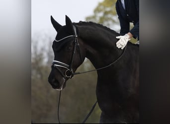 Oldenburg, Gelding, 4 years, 16.2 hh, Black, in Crespiere
