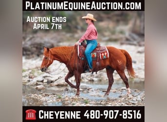 American Quarter Horse, Wallach, 11 Jahre, Dunkelfuchs, in Stephenville TX,