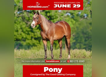 Quarter Pony, Gelding, 9 years, 14 hh, Bay, in Athens