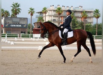 PRE Mix, Merrie, 13 Jaar, 169 cm, Bruin, in Seeheim-Jugenheim